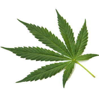 a-marijuana-leaf small - Technion Canada